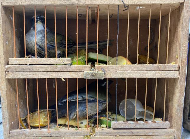 PRF flagra crime ambiental e resgata pássaros silvestres transportados irregularmente em ônibus de viagem PRF flagra crime ambiental e resgata pássaros silvestres transportados irregularmente em ônibus de viagem
