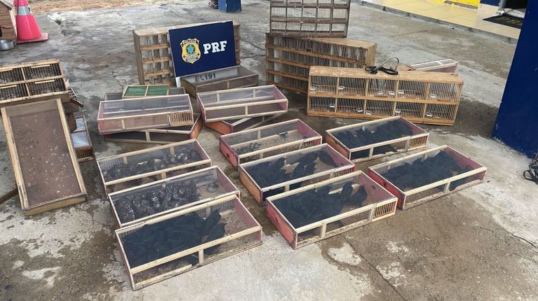 Em abordagem na BR 116, PRF resgata 190 aves silvestres Em abordagem na BR 116, PRF resgata 190 aves silvestres