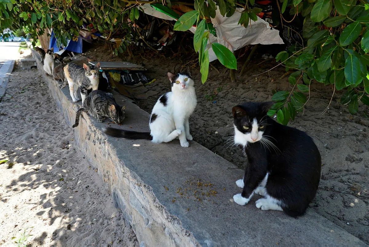 Justiça determina elaboração de plano para retirada de gatos em situação de risco em vias públicas de Salvador Justiça determina elaboração de plano para retirada de gatos em situação de risco em vias públicas de Salvador