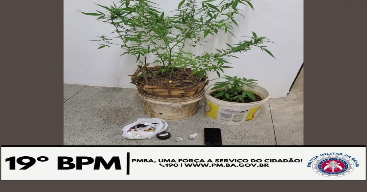 Dois pés de maconha eram cultivados dentro de casa no Loteamento Mirassol