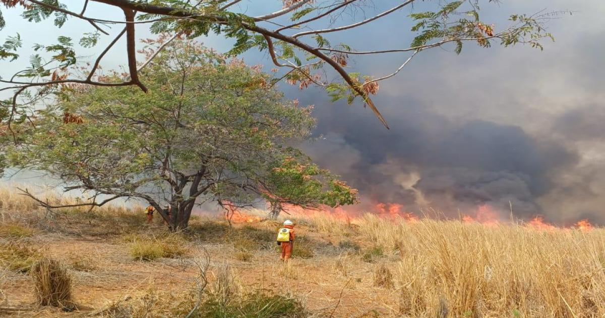 Bombeiros extinguem incêndios florestais em quatro municípios baianos