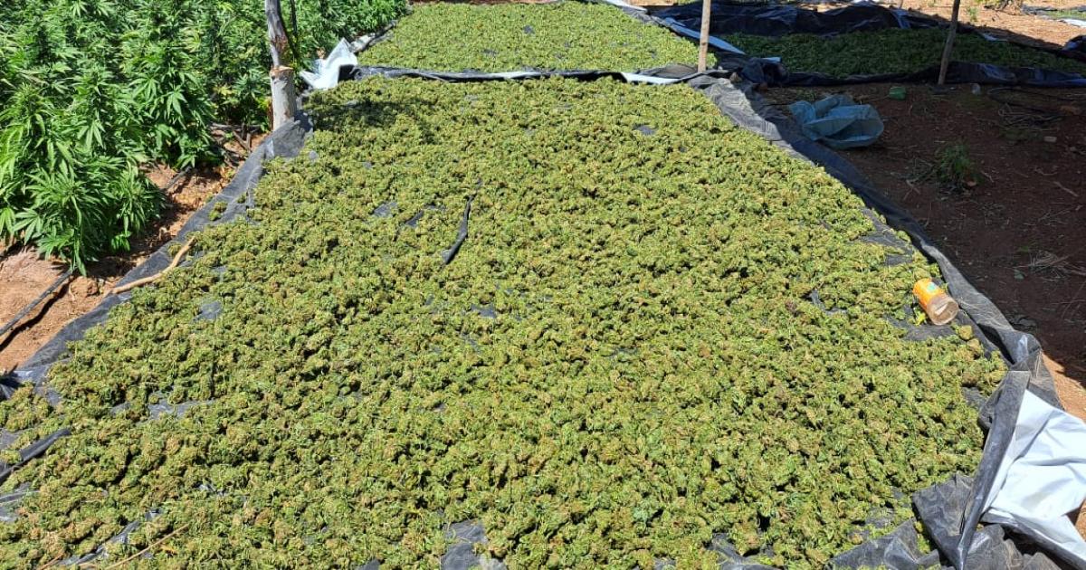 FICCO e PM desarticulam laboratório de produção de maconha intensiva em Irecê