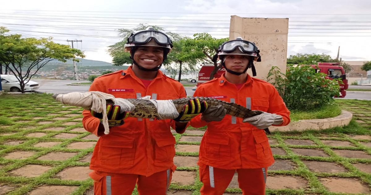 Equipe do 8°BBM resgata jacaré em piscina de residência no bairro Jequiezinho
