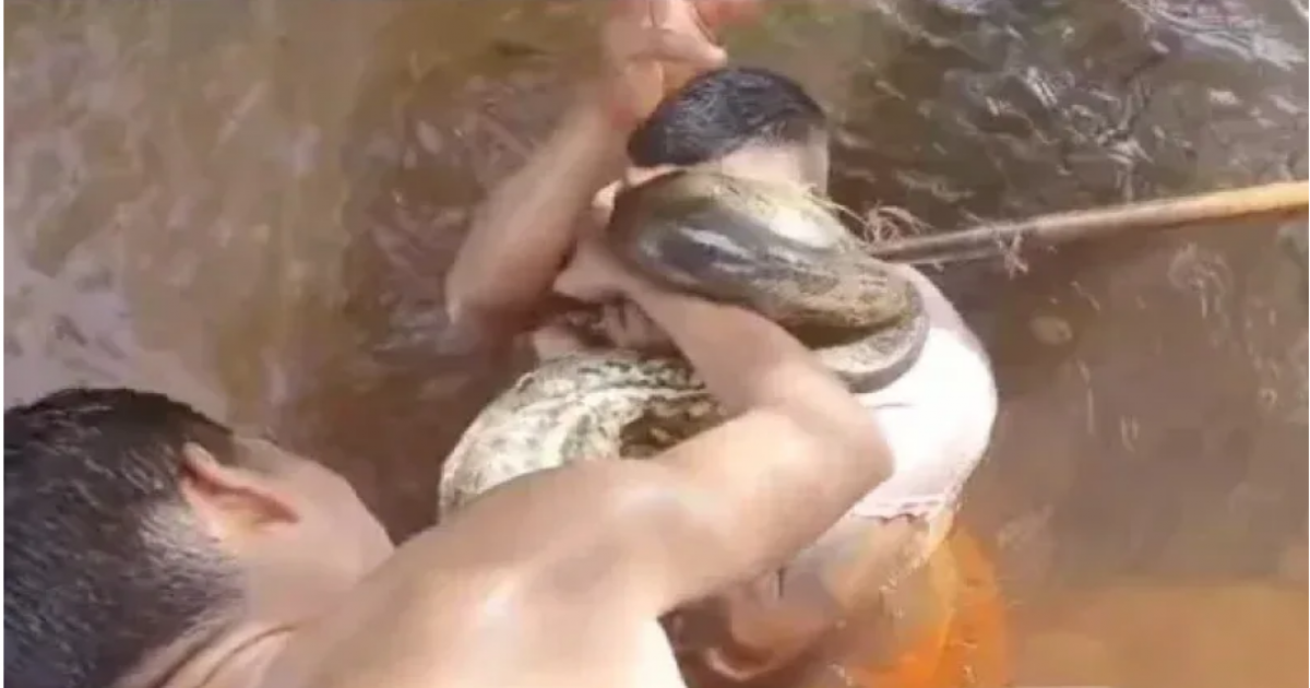 Homem morde sucuri para se livrar de ataque no interior do Pará