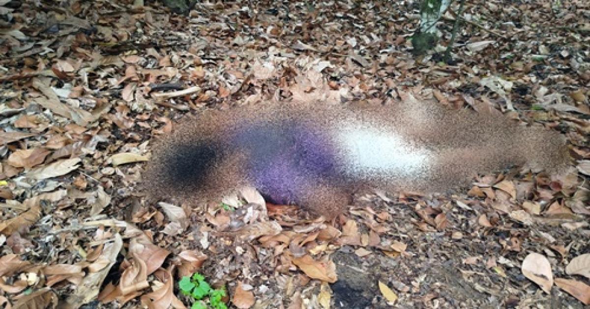 Ibirataia: Corpo é encontrado na zona rural próximo a Tesourinhas