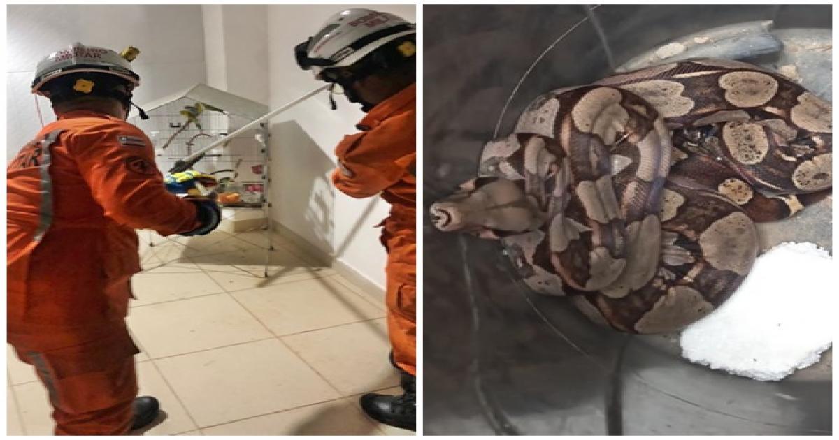 Moradora do São Judas Tadeu se depara com cobra venenosa dentro de casa