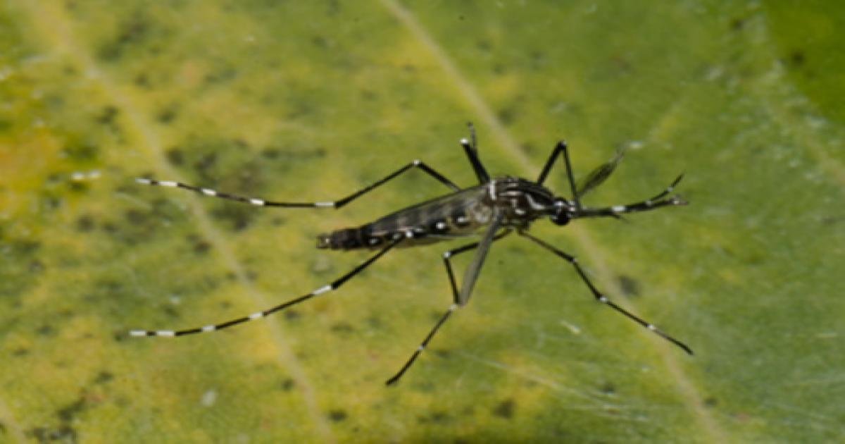 Número de casos de dengue em 2024 — mais de 524 mil — é 305% maior que em 2023