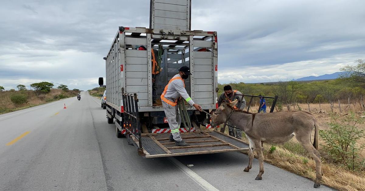 Itapetinga: Câmara de Vereadores e PRE endurece a lei para quem deixar animais as margens das rodovias