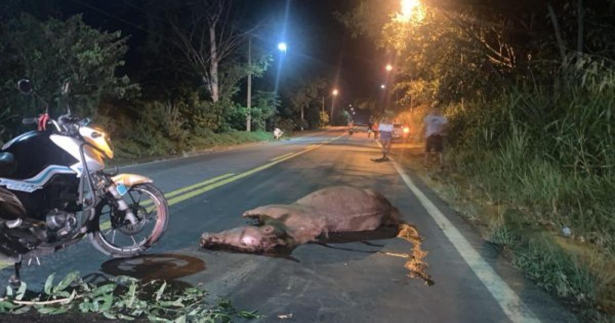 Ubatã: Cavalo provoca acidente na BR-330; ocupantes de Barra do Rocha não ficam feridos