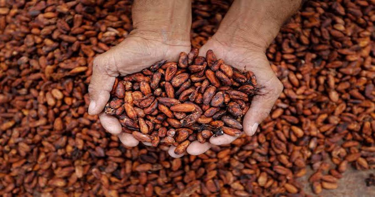 Ibirataia: produtores rurais estão assustados com o aumento de furtos nas lavouras de cacau