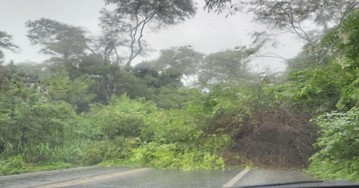 Por causa da chuva árvore desaba deixando a BR 330 interditada nos dois sentidos