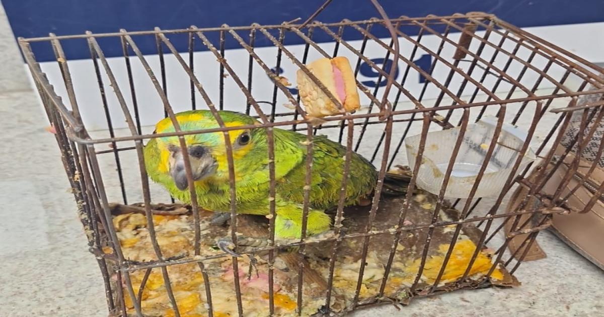 Papagaio é resgatado de situação de maus-tratos na BR 116 em Vitória da Conquista