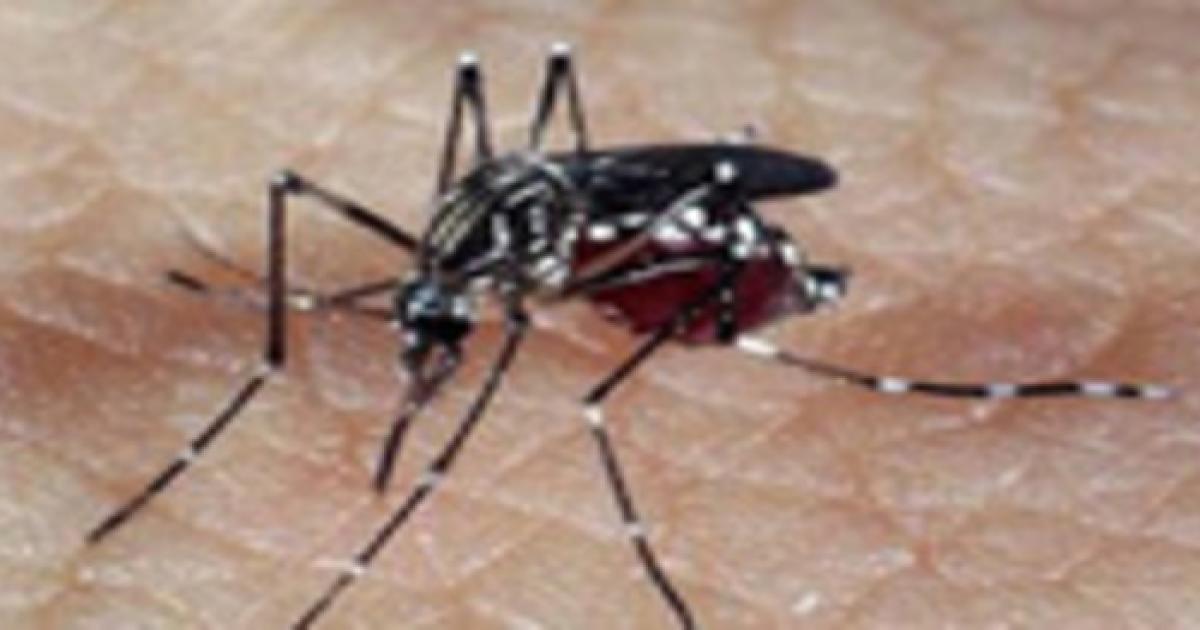 MINUTO DA SAÚDE: Brasil enfrenta maior epidemia de dengue da história