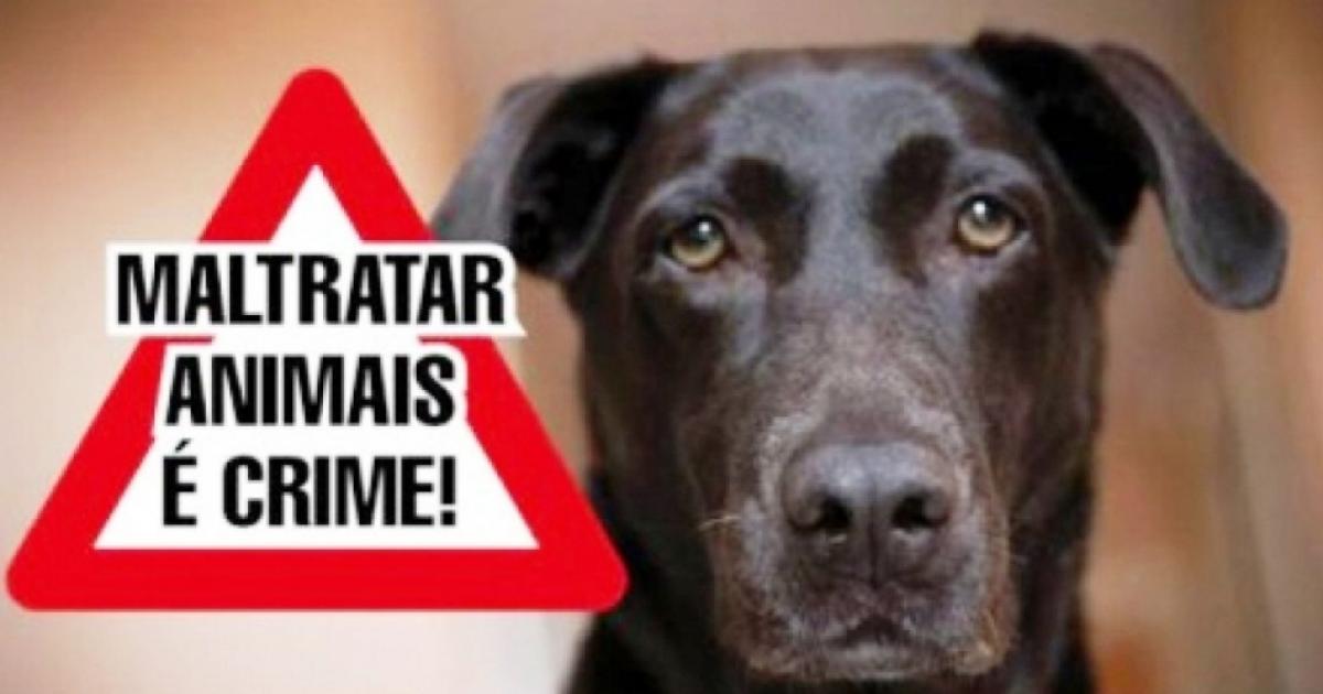 Homem é denunciado pelo MPBA por maus-tratos a filhotes de cães em Jequié
