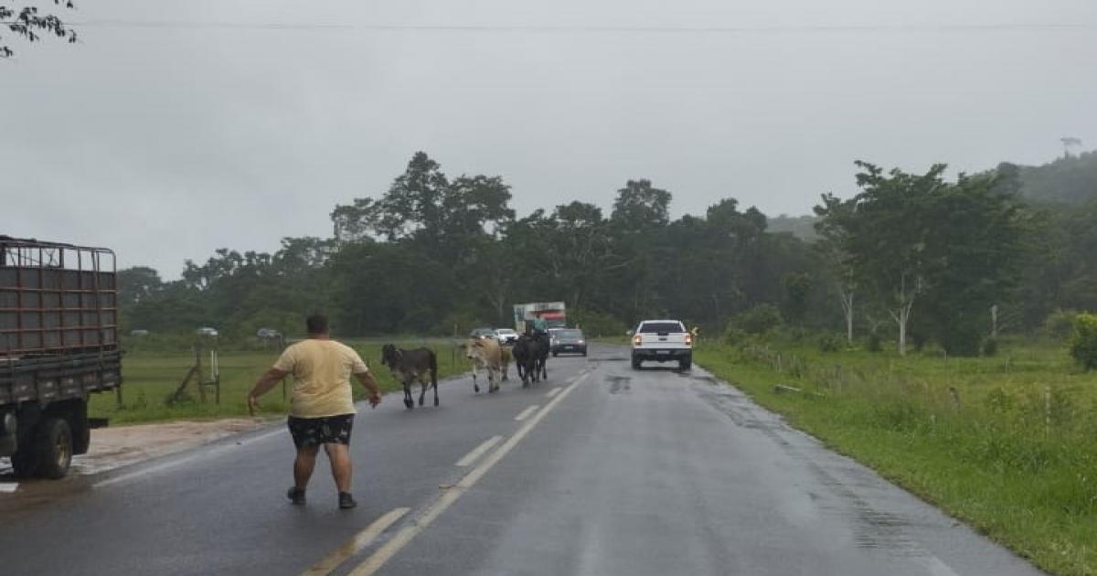 PRE recolheu animais soltos na rodovia entre as cidades de Ipiaú e Ibirataia