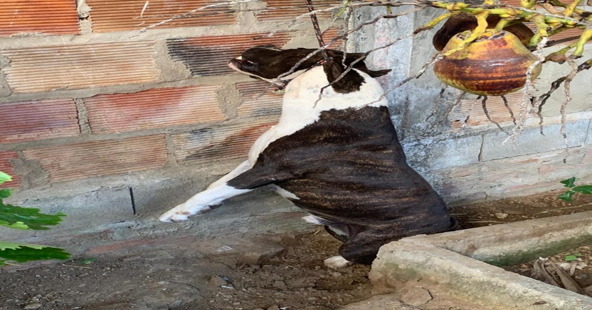 Cachorro é morto por enforcamento no bairro Curral Novo