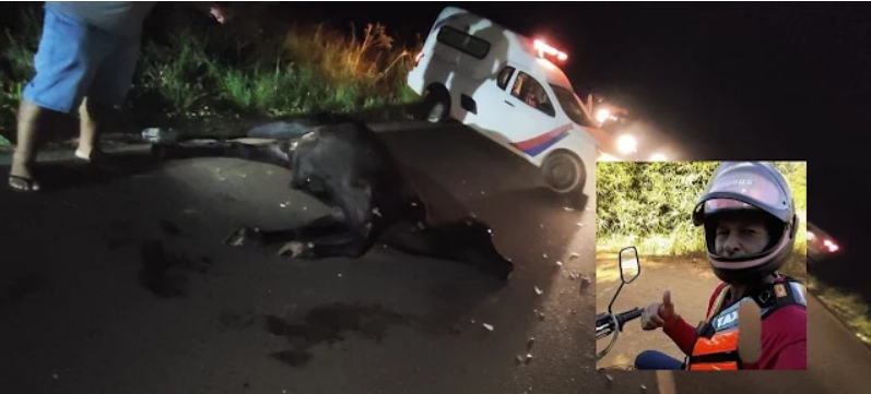 Santa Luzia: Animal solto na rodovia ocasiona grave acidente com mototaxista