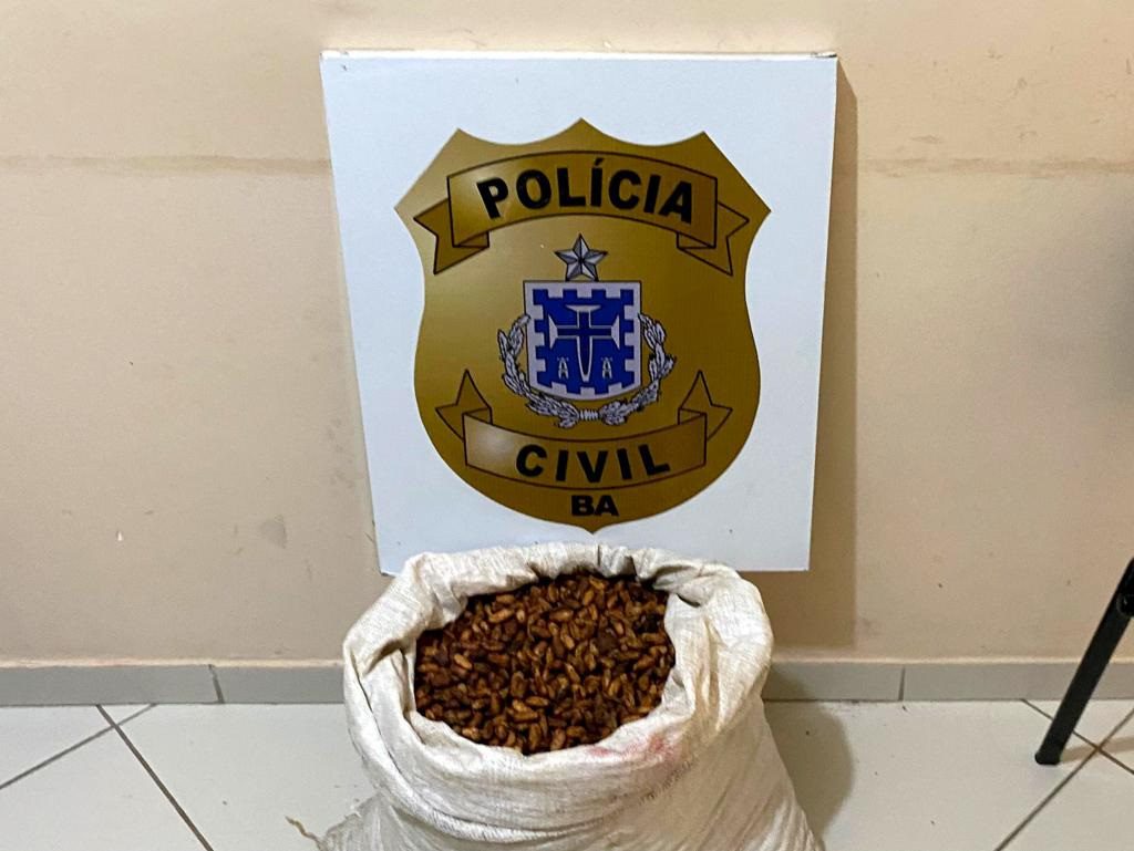 Homem é preso por furto de cacau em Nova Ibiá Homem é preso por furto de cacau em Nova Ibiá