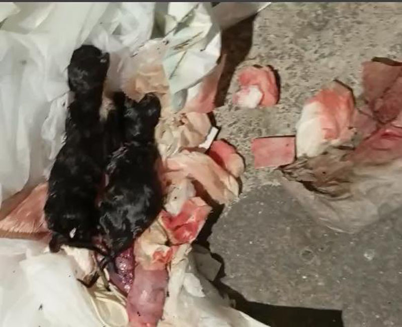 Filhotes de gato são encontrados em frente à clínica veterinária em Jequié; Ecovet emite nota de esclarecimento