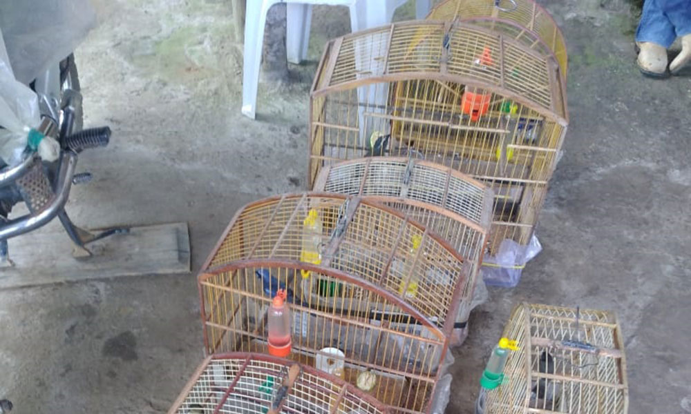 Polícia Civil autua dupla por crime ambiental e apreende aves em Planalto Polícia Civil autua dupla por crime ambiental e apreende aves em Planalto