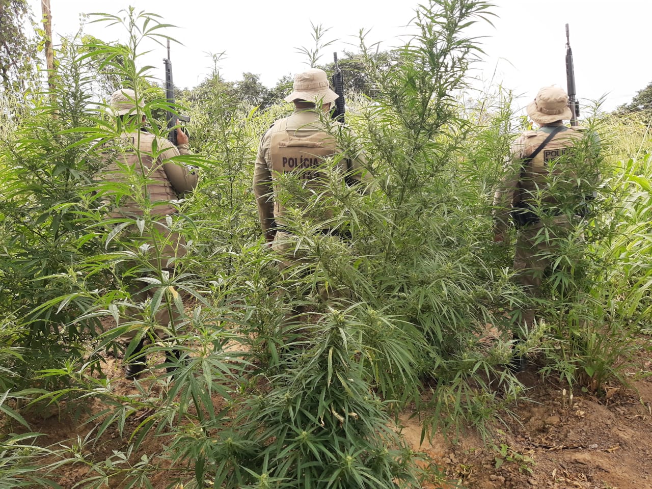 45ª CIPM erradica plantio com 45 mil pés de maconha em Curaçá