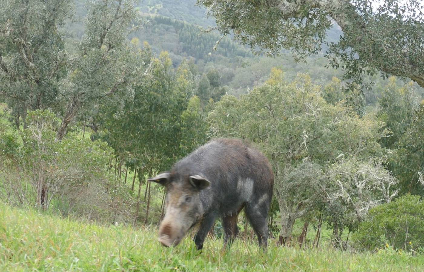 Produtores revelam o drama de lidar com javalis invasores Produtores revelam o drama de lidar com javalis invasores