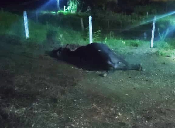 Animal solto provoca acidente grave na BA-130, entre Itagi e BR-330 Animal solto provoca acidente grave na BA-130, entre Itagi e BR-330