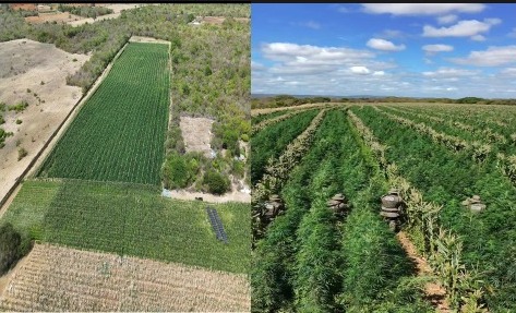 Bahia: Cipe Semiárido erradica mais de 200 mil pés de maconha em roça gigante no interior de Barro Alto