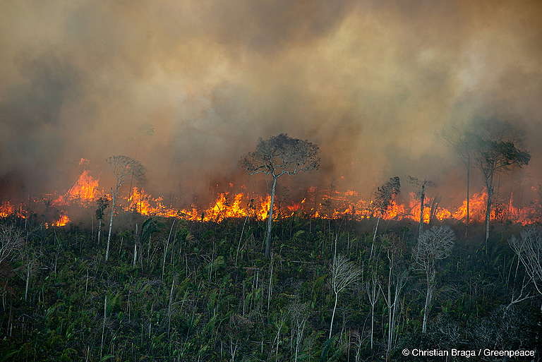 Coluna Jorge Barros: Salve a Amazônia, salve-se a selva ou não se salva o mundo..