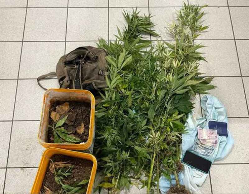 Traficante tinha estufa e cultivava 12 pés de maconha dentro de casa