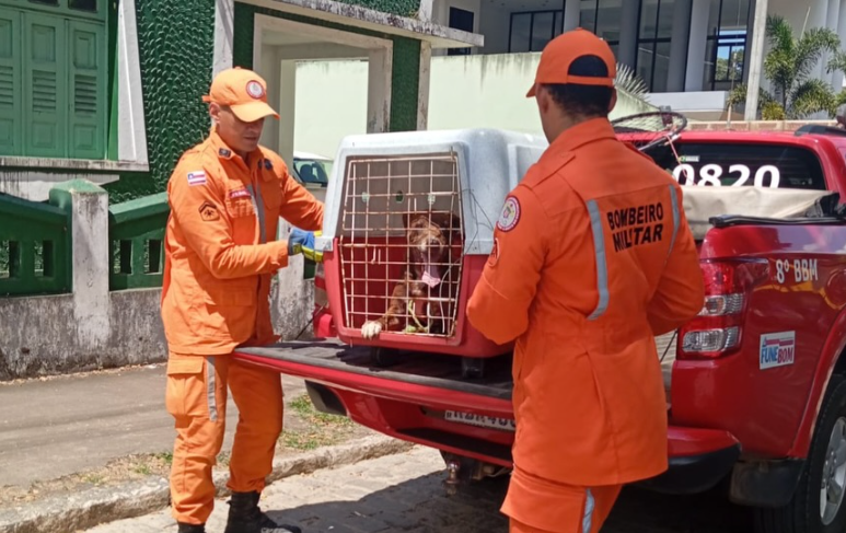 Itagi | Órgãos municipais e Corpo de Bombeiros resgatam pit bull em situação de risco Itagi | Órgãos municipais e Corpo de Bombeiros resgatam pit bull em situação de risco