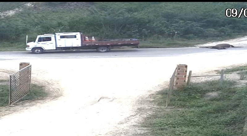 Animal morto em atropelamento na BR 116 foi arrastado e deixado na estrada de Lafaiete Coutinho
