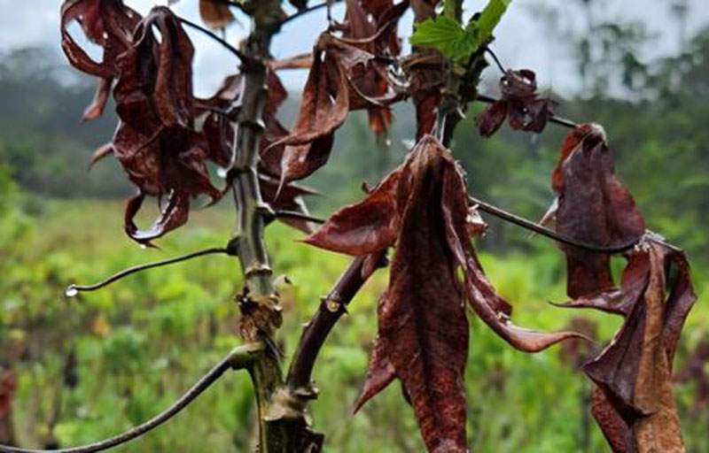 Vassoura-de-bruxa: Entenda como uma praga na agricultura levou o Amapá a pedir ajuda emergencial