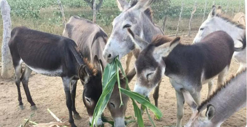Bahia lidera abate de jumentos e espécie caminha para extinção no Brasil com 94% da população abatida