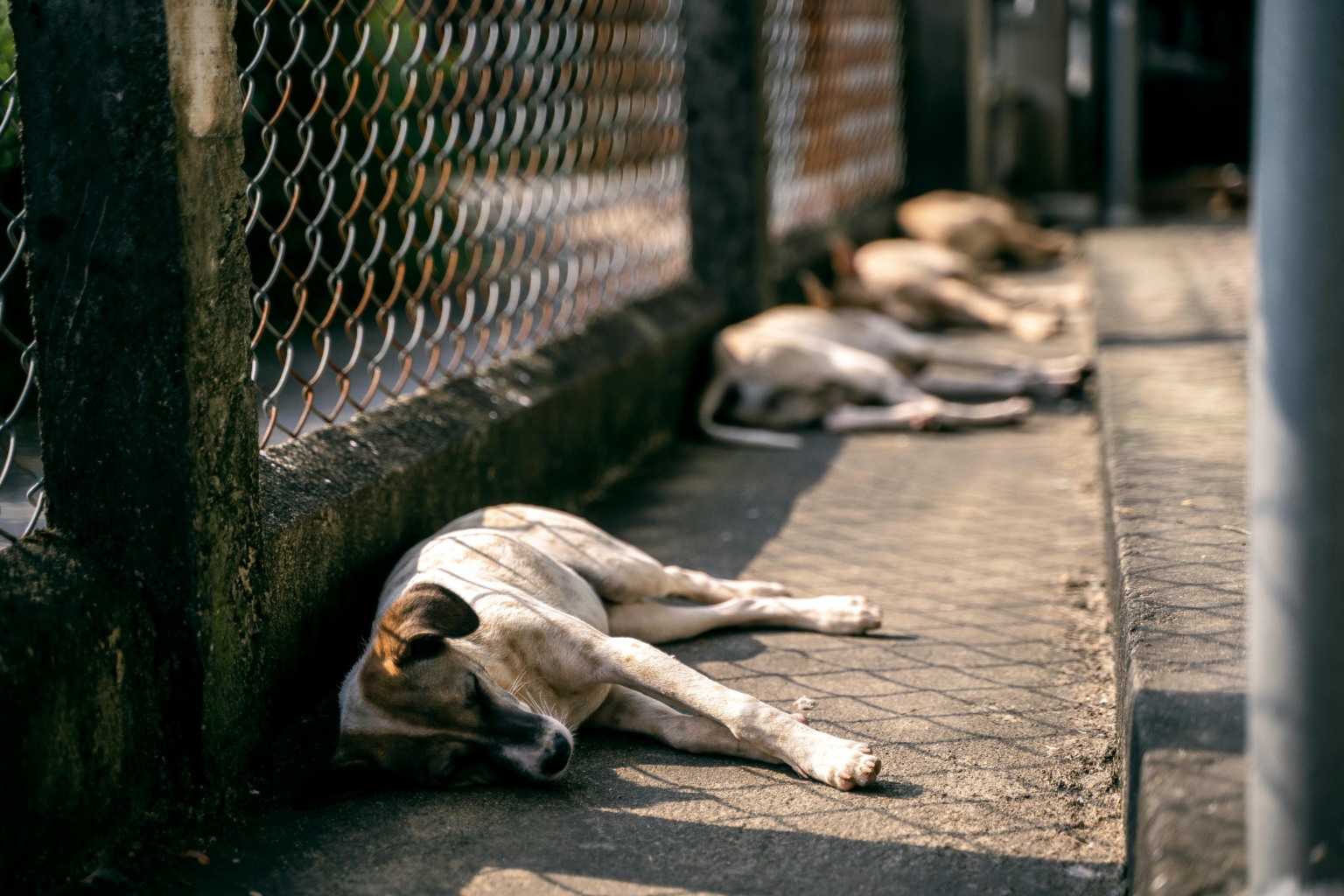 MPBA aciona Município de Remanso por falta de políticas públicas para cuidado de animais em situação de rua