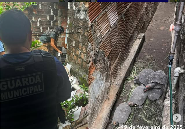 Guarda Municipal de Jequié resgatou jabutis em situação de risco