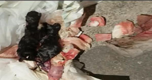 Filhotes de gato são encontrados em frente à clínica veterinária em Jequié; Ecovet emite nota de esclarecimento