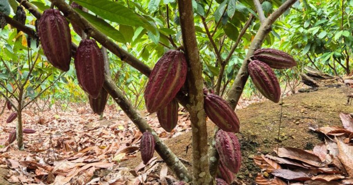 Bui Bulhões propõe Audiência Pública para discutir impactos da Instrução Normativa 125 na produção e comercialização do cacau