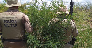 Cerca de 23 mil pés de maconha são erradicados pela PM em Curaçá