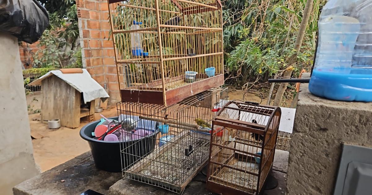 Operação Voo Livre desarticula tráfico interestadual de animais silvestres