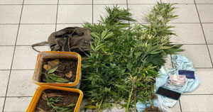 Traficante tinha estufa e cultivava 12 pés de maconha dentro de casa