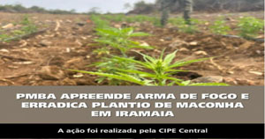 Cipe Central descobriu plantação de maconha na cidade de Iramaia