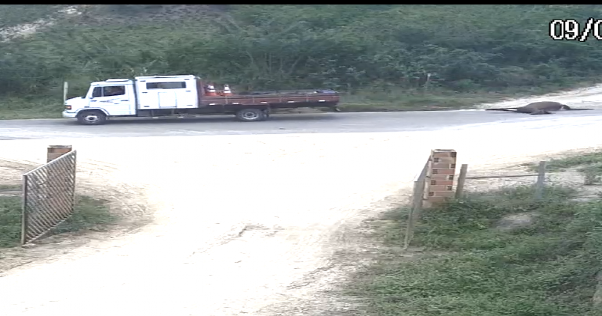 Animal morto em atropelamento na BR 116 foi arrastado e deixado na estrada de Lafaiete Coutinho