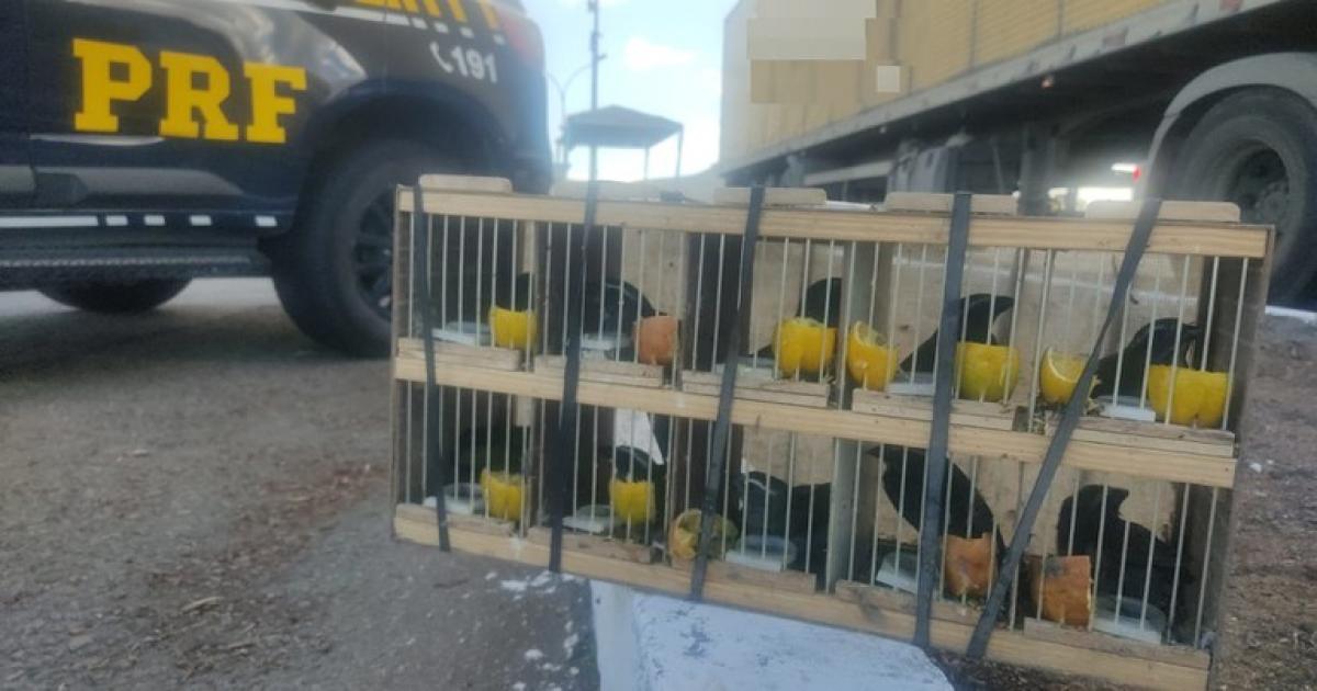 PRF resgata 60 animais silvestres e apreende rebites em Milagres