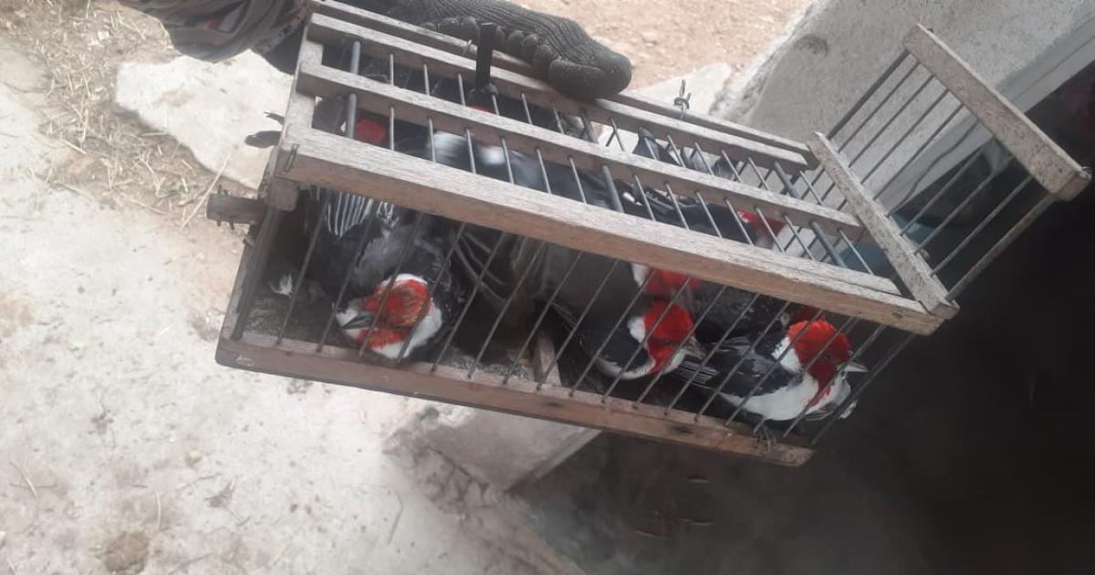 Preso na Bahia um dos maiores traficantes de animais silvestres do país