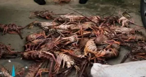 Mais de 450kg de pesca ilegal é apreendida pela PM em Ilhéus