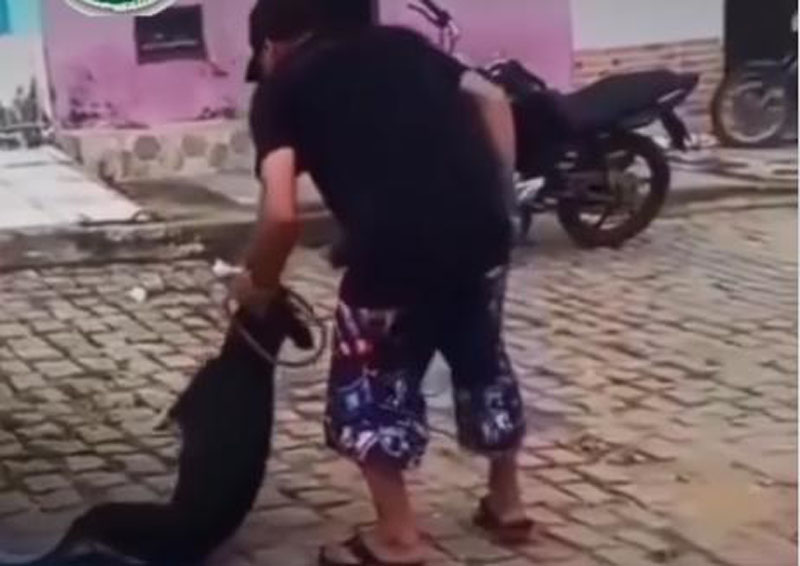Homem é preso por maus-tratos a animal em Planalto e tem mandado de prisão por homicídio descoberto Homem é preso por maus-tratos a animal em Planalto e tem mandado de prisão por homicídio descoberto