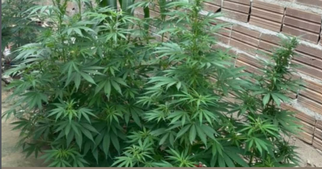 Homem é preso após polícia encontrar plantação de maconha dentro de residência em Vitória da Conquista