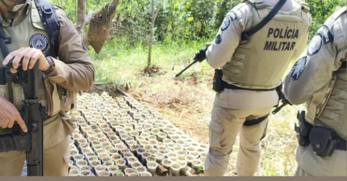 Polícia localiza 480 pés de maconha e arma caseira na zona rural de Ilhéus