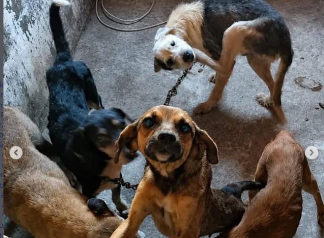 Homem é preso em flagrante por maus-tratos a animais em Feira de Santana
